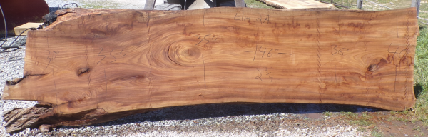 Live Edge Elm Slab 2 A