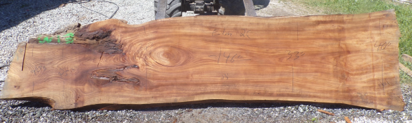 Live Edge Elm Slab 2 C