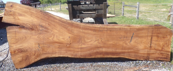 Live Edge Elm Slab 2 G