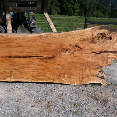 Live Edge Maple Slab 20 B