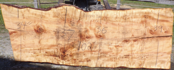 Live Edge Maple Slab 3 A