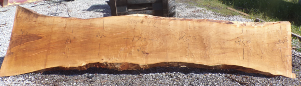 Live Edge Maple Slab 4 C