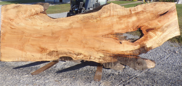 Live Edge Maple Slab XL 2 - Image 3