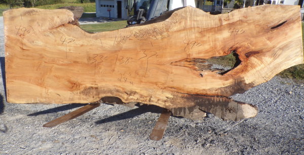 Live Edge Maple Slab XL 2