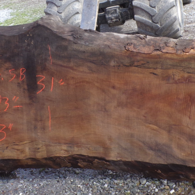 Live Edge Sycamore Slab 5 B