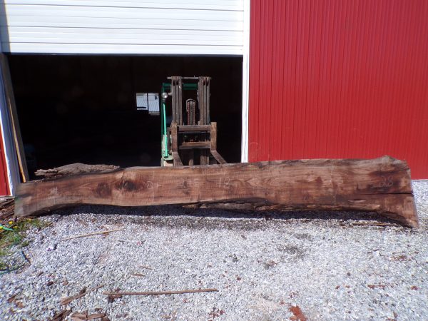 Live Edge Walnut Slab 2A
