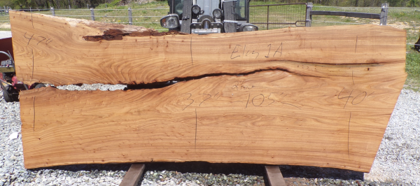 Live Edge Elm Slab 1 A