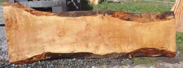 Live Edge Maple Slab 7'