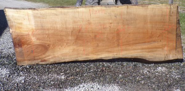 Live Edge Maple Slab II B