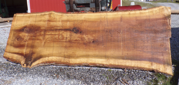 Live Edge Poplar Slab 1 C