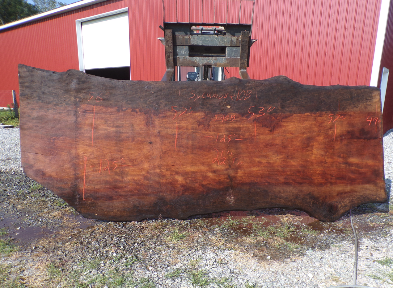 Live Edge Sycamore Slab 10 B