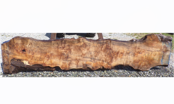 Live Edge Maple Slab 26B