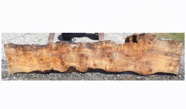 Live Edge Maple Slab 26F