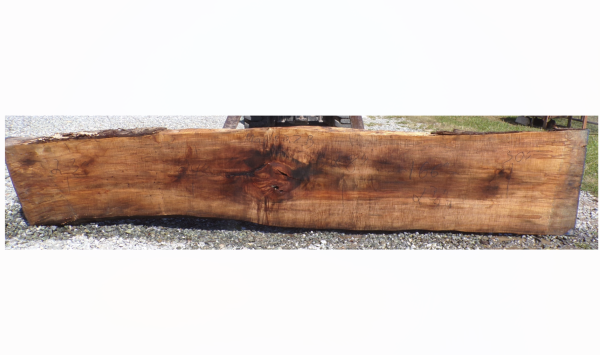 Live Edge Maple Slab 27B