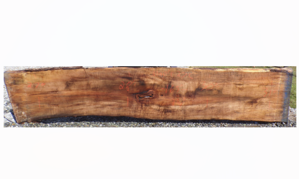 Live Edge Maple Slab 27C