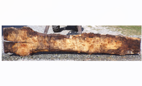 Live Edge Maple Slab 28A