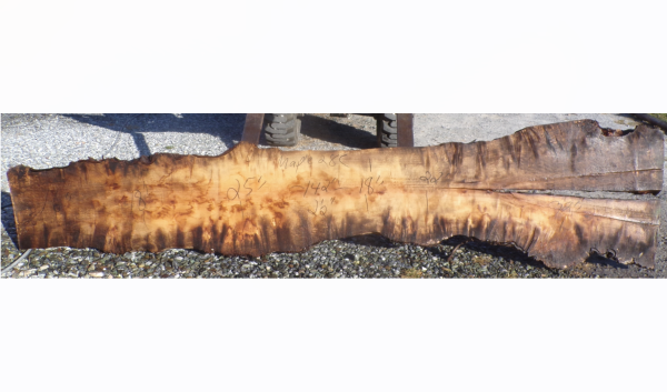 Live Edge Maple Slab 28C