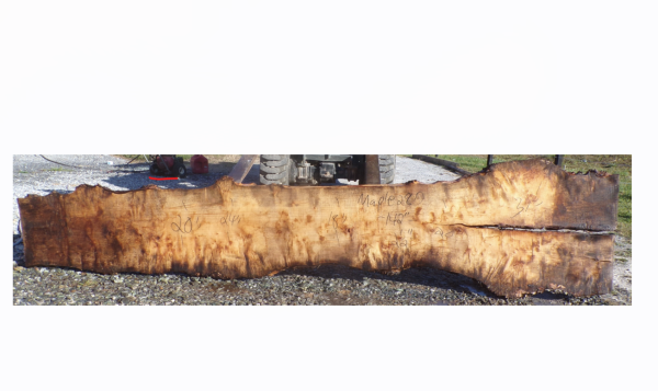 Live Edge Maple Slab 28D