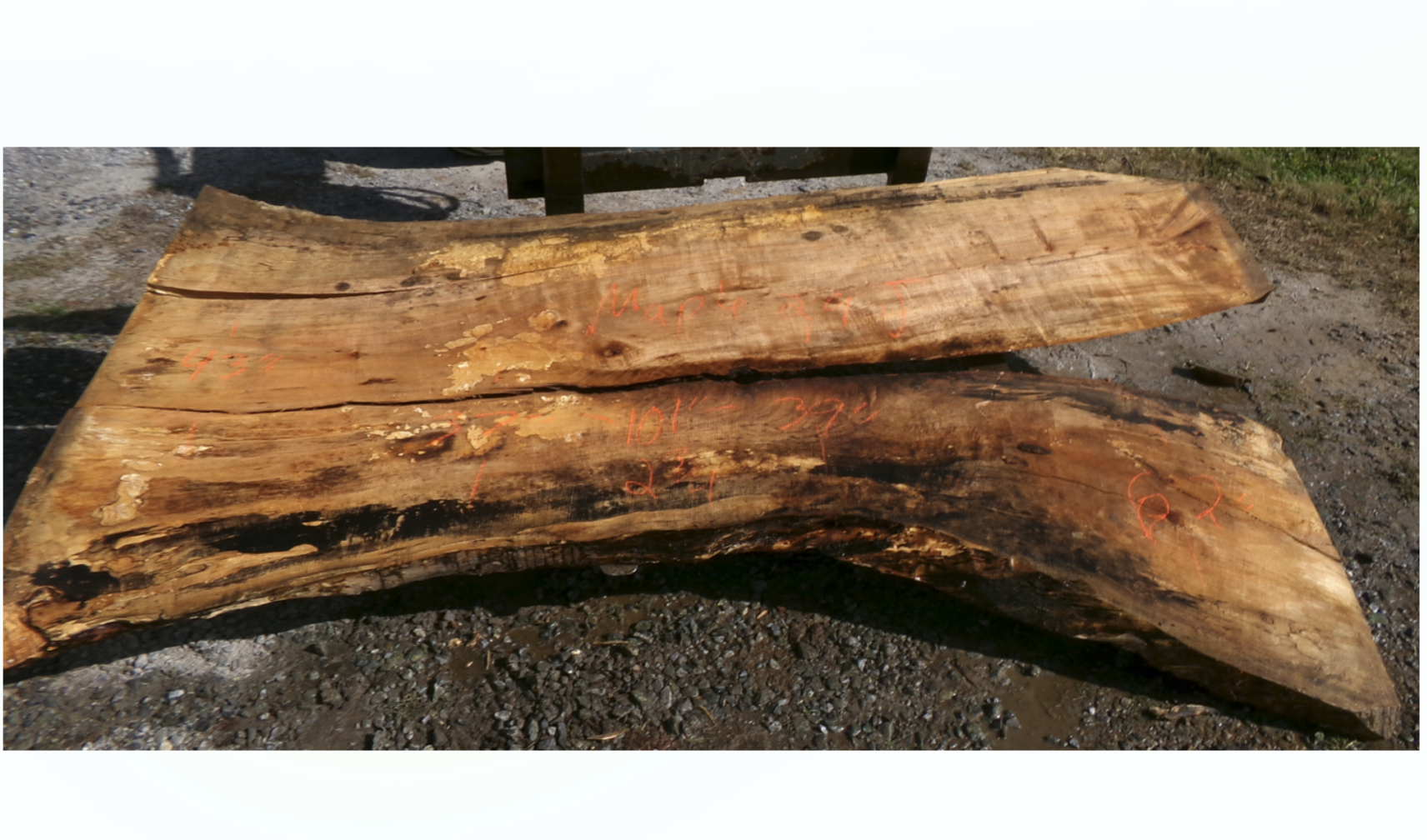 Live Edge Maple Slab 29J