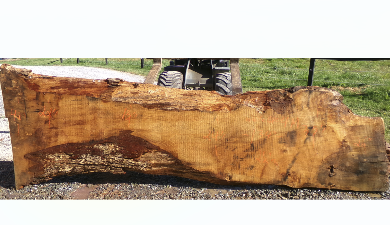 Live Edge White Oak Slab 4M